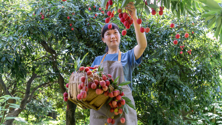 farmer picking lychee