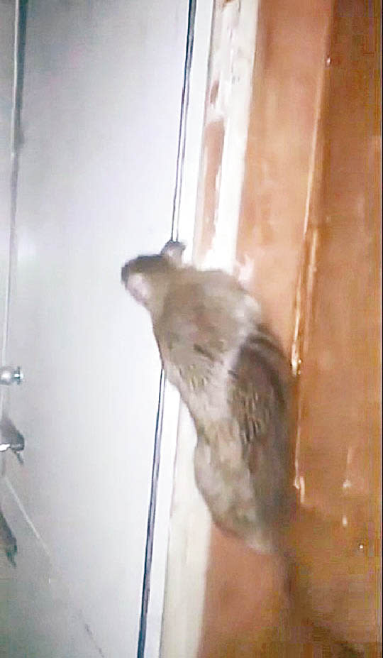 深水埗：該店店內有老鼠出沒的影片前年已在網上瘋傳。