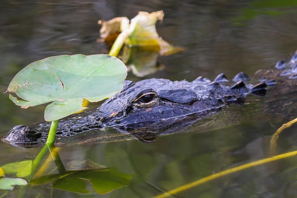 Un caimán americano en el Parque Nacional Everglades durante una caminata guiada por guardabosques por el sendero Anhinga en Homestead, Florida, el 15 de abril de 2018.