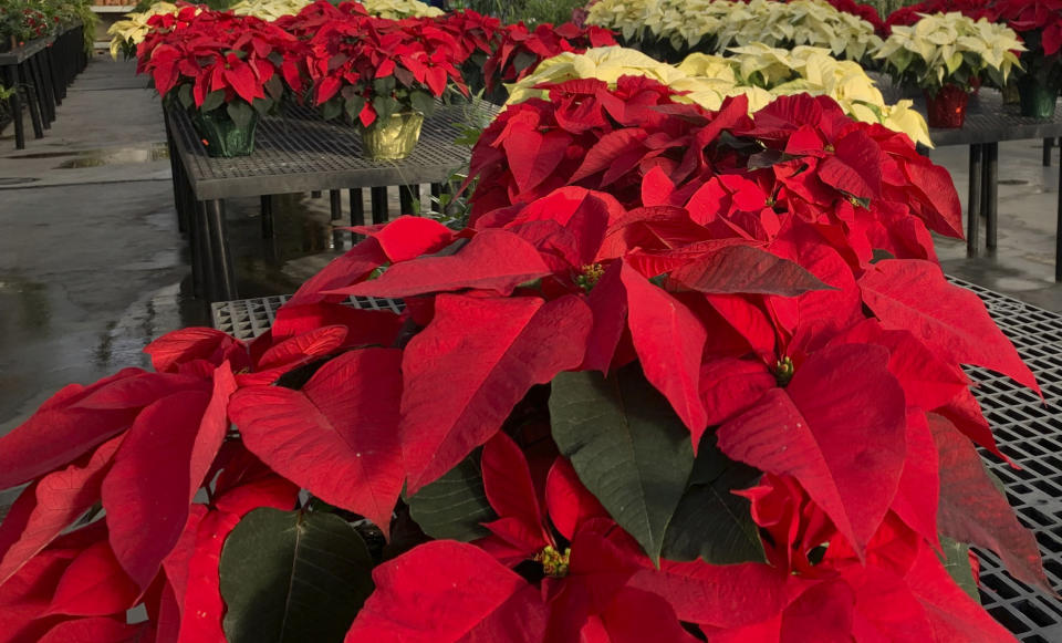 Poinsettias appear on display at a nursery in Larchmont, N.Y. on Monday, Dec. 5, 2022. The trick to poinsettias is keeping them alive through the holiday season. That starts with keeping them warm, even on the trip home from the store. (AP Photo/Julia Rubin)