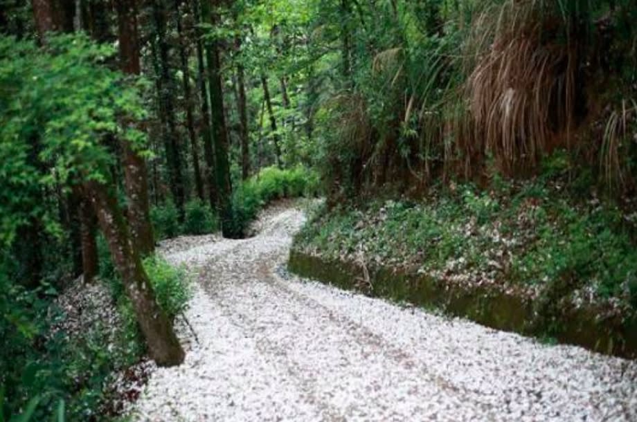 台中市東勢林場每到春季，油桐花盛開遍佈山野。圖：東勢林場/提供