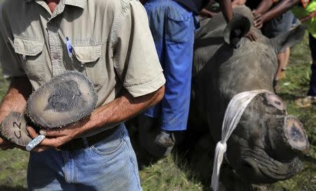 A worker holds rhino horns after it was dehorned in an effort to deter the poaching of one of the world's endangered species, at a farm outside Klerksdorp, in the north west province, South Africa,February 24, 2016.REUTERS/Siphiwe Sibeko