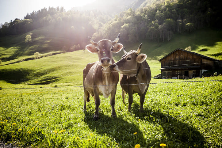 A study from Northampton University found that when cows were paired with another cow that shared a social bond with them, their heart rate was lower and they were more relaxed while they were penned.