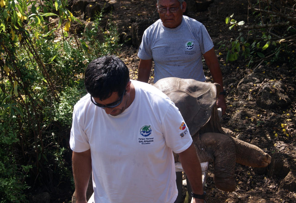 In this photo released by the Galapagos National Park Direction, DPNG, the body of the famed Galapagos giant tortoise Lonesome George is removed on stretcher from a corral at the Galapagos Islands, Ecuador, Sunday, June 24, 2012. The Galapagos National Park says in a statement that the tortoise estimated to be about 100 years old died Sunday. Various mates had been provided for Lonesome George over the years in unsuccessful attempts to keep his subspecies alive. (AP Photo/Galapagos National Park Direction)