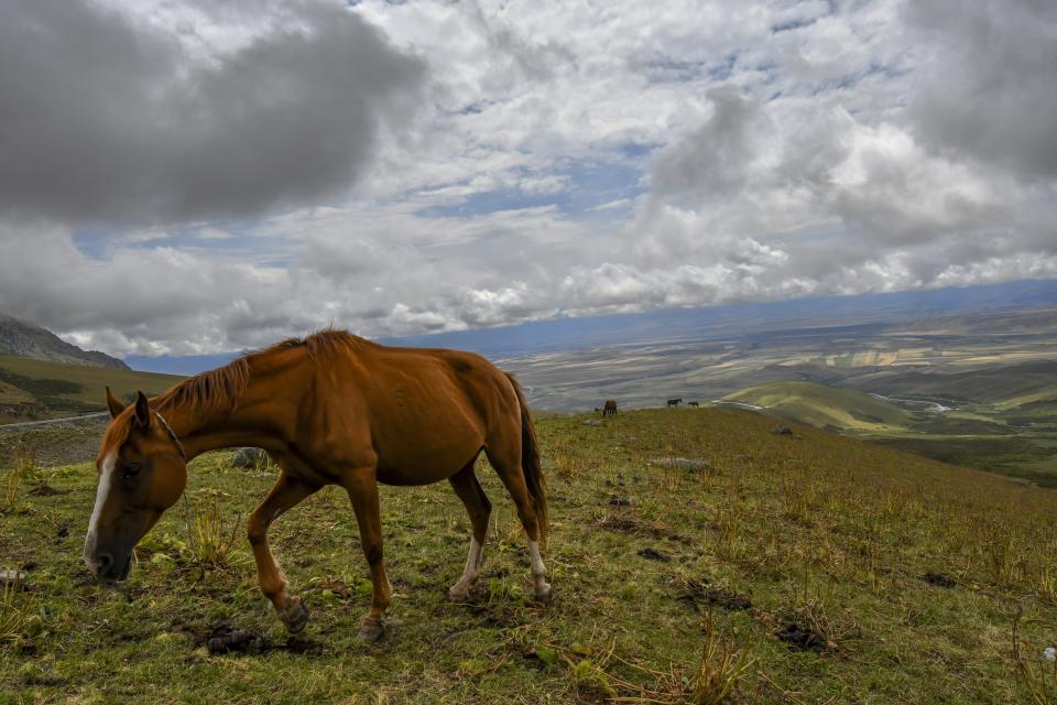 Horses graze in the mountain pasture in the Suusamyr Valley lies at 2500 meters above sea level in Kyrgyzstan's Tian Shan mountains 170 kilometres (100 miles) south of the capital Bishkek, Wednesday, Aug. 10, 2022. Their milk is used to make kumis, a fermented drink popular in Central Asia that proponents say has health benefits. The grass and herbs lend flavor to the milk that locals draw from the mares in the fields where they graze. The milk then is left to ferment, or sometimes churned to promote fermentation, until it becomes mildly alcoholic. (AP Photo/Vladimir Voronin)