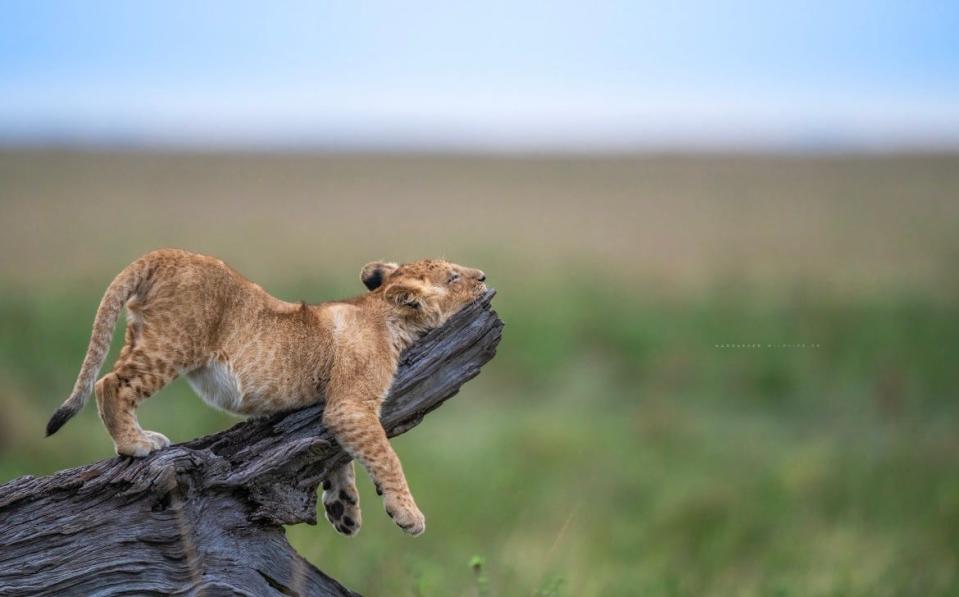 Title: Hang loose Description: A lion at dusk in Maasai Mara National Reserve in southwestern Kenya.