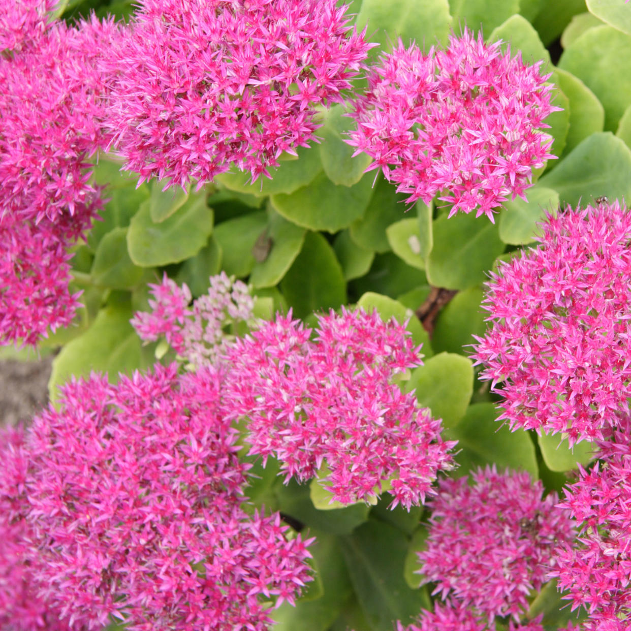  Sedum plant flowering in summer border. 