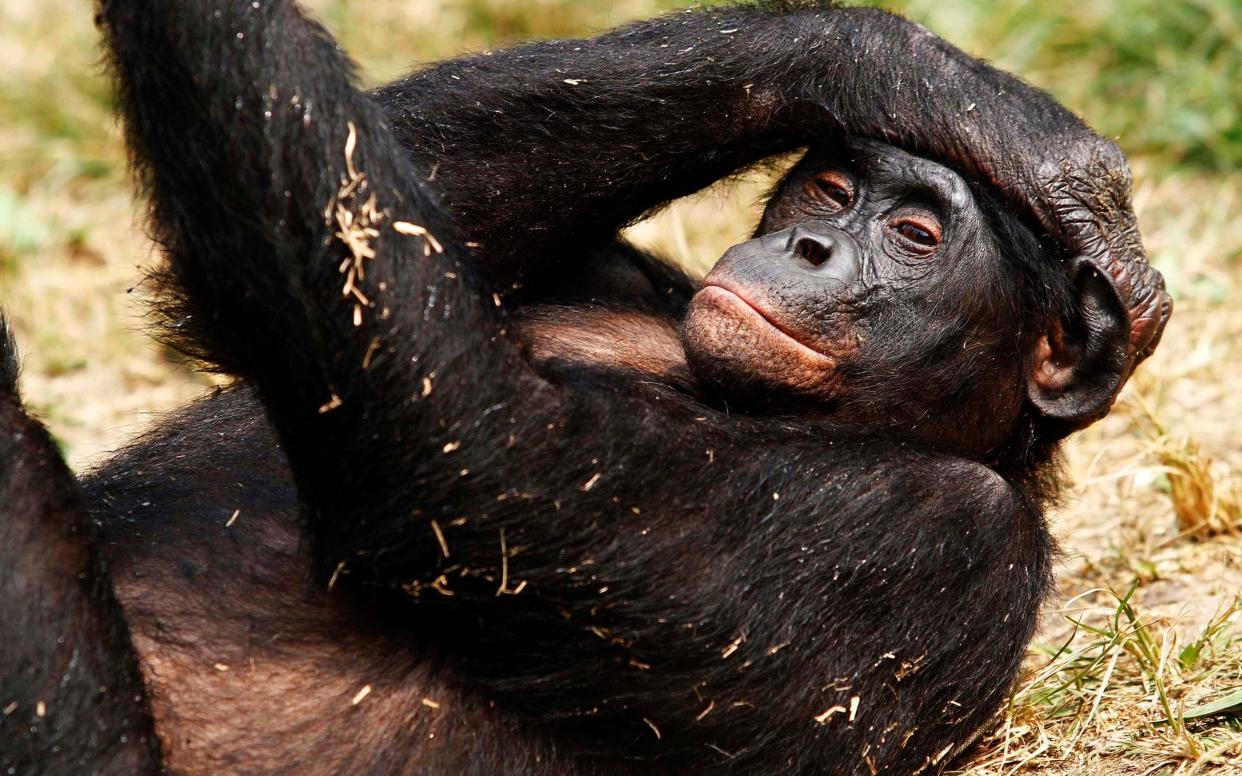 Bonobos discovered a new type of truffle - Reuters