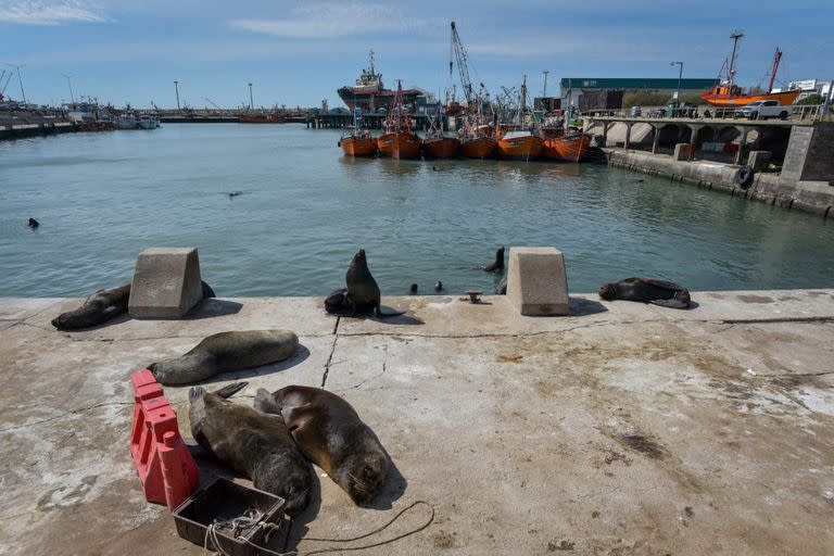 Se estima que desde agosto pasado, murieron en la zona unos 280 lobos marinos 