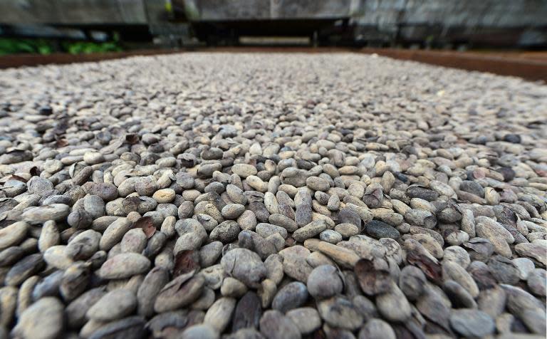 A tray of cocoa beans are left out to dry in the sun at the Fond Doux resort and plantation on September 17, 2014