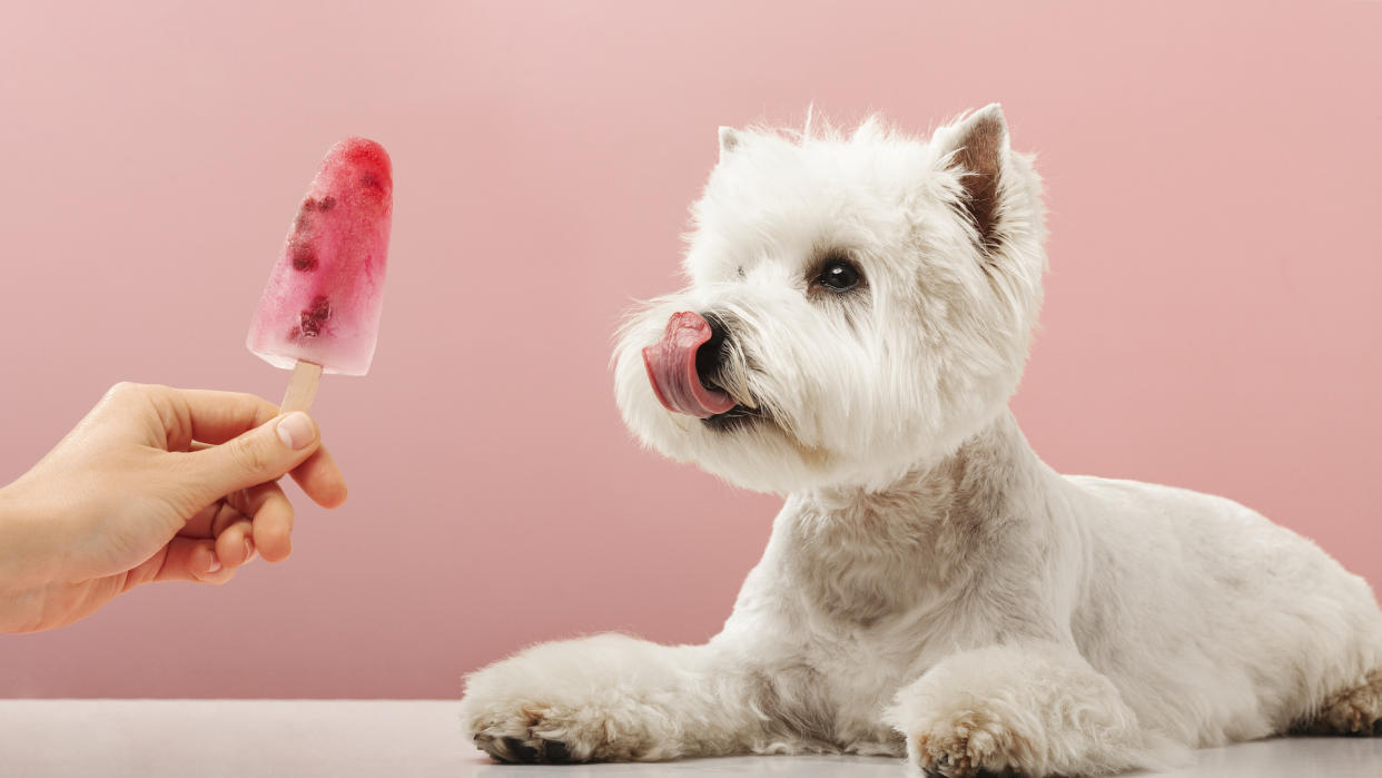  Terrier being offered fruit popsicle. 