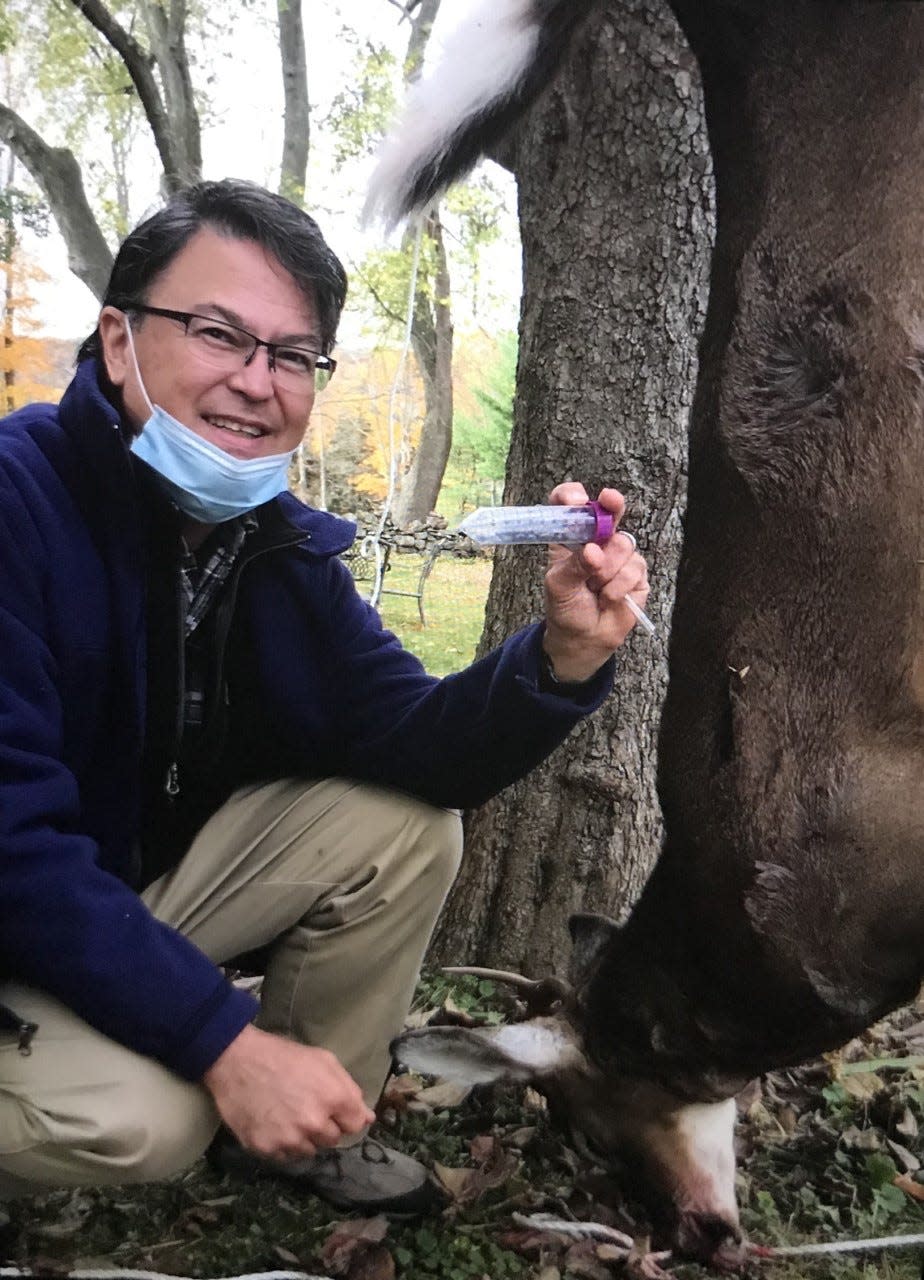 Tufts University infectious disease authority Dr. Sam Telford collects a vial of engorged moose ticks from a whitetail deer.