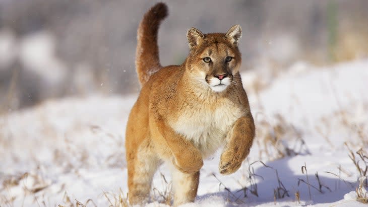 mountain lion