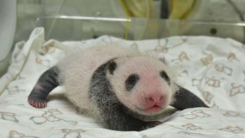 最近台北市立動物園大熊貓館迎來新成員「圓仔妹」。（圖／台北市立動物園提供）