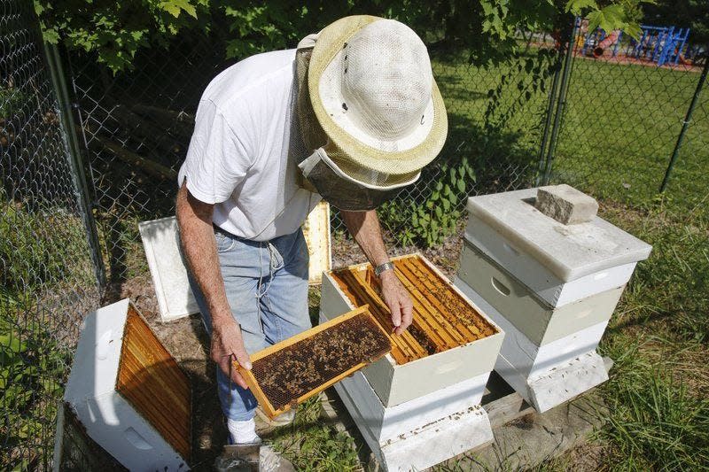 Beekeeper George Hegeman shows how honeybees inhabit a hive at the Bloomington Community Orchard in this file photo.