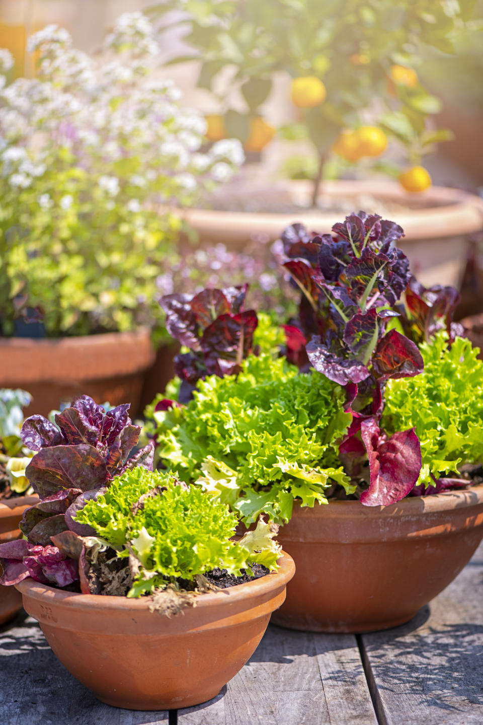 Container planters potted with lettuce leaves