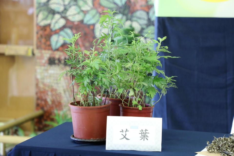 花蓮慈濟醫院研究發現艾草的水萃取物可穩定幹細胞狀態，改善老年老鼠的整體健康狀況。