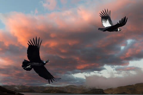 Andean condors in Patagonia - Credit: getty