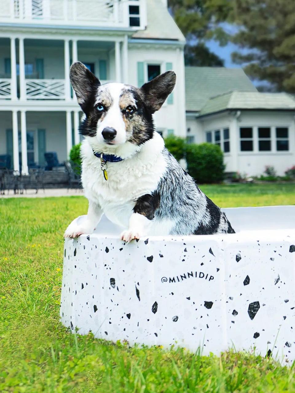 Dog in a dog pool in a backyard