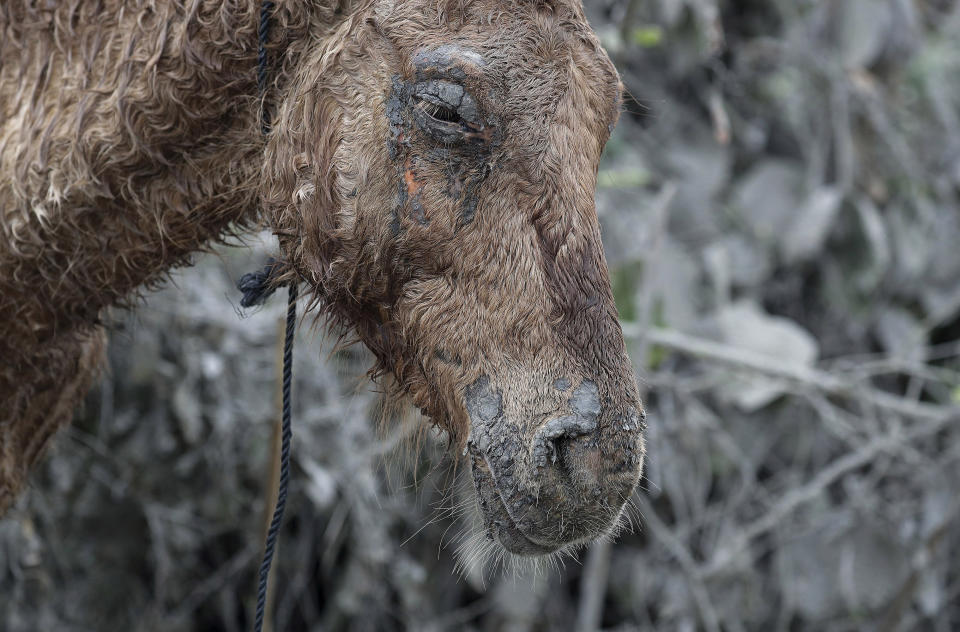 In this Friday, Jan. 17, 2020, photo, An injured horse that was rescued from the volcano island of Taal stays near the shore as it rests at Talisay, Batangas province, southern Philippines. Taal volcano remains life-threatening despite weaker emissions and fewer tremors, an official said Friday and advised thousands of displaced villagers not to return to the danger zone. (AP Photo/Aaron Favila)