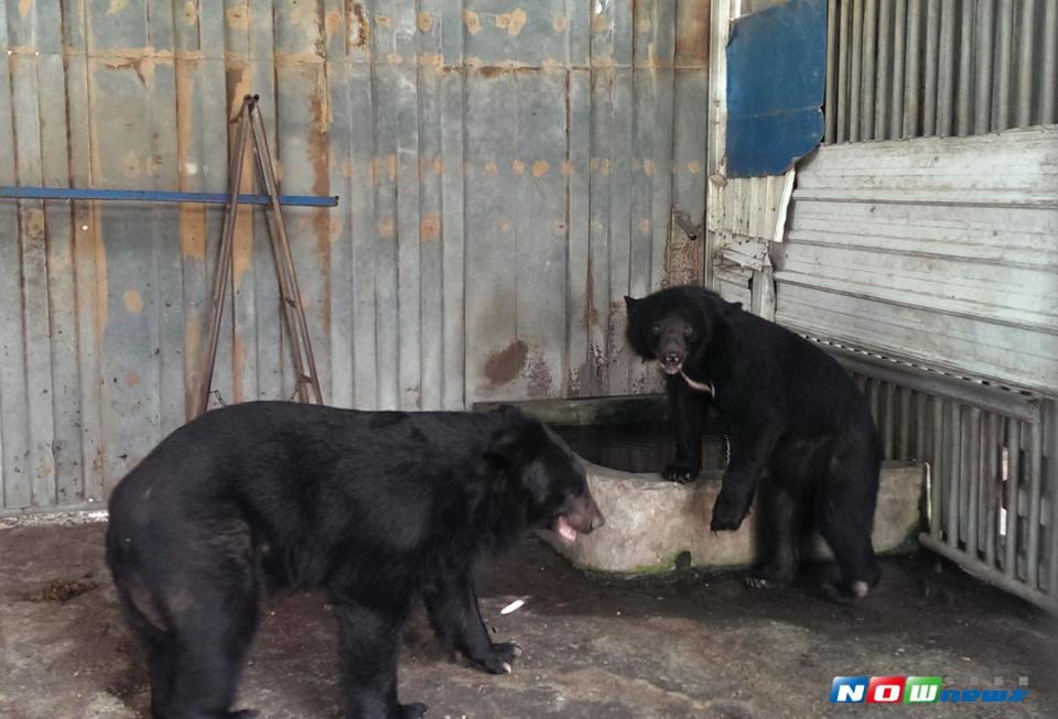 ▲臺北市立動物園派遣專業團隊進行2隻黑熊(1公、1母)搬遷作業。（圖／記者陳宗傑翻攝,2017.09.22）