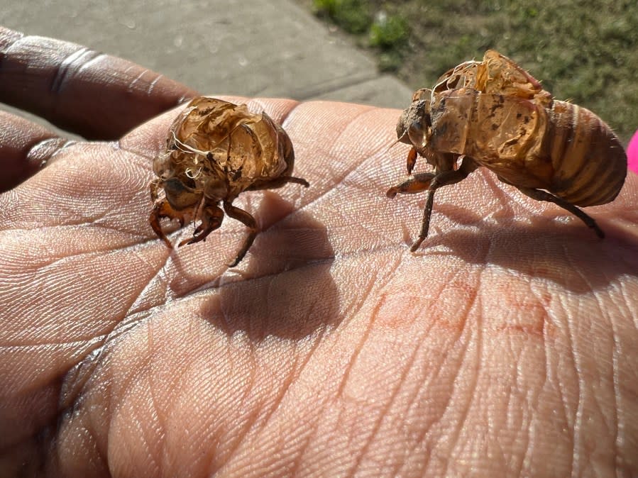 A woman is holding Dog-day cicada (Tibicen canicularis) nymphal skins in Toronto, Ontario, Canada, on August 14, 2023. Before a cicada becomes an adult and sheds its skin, it tries to find a plant to attach itself to with its claws. Often, their nymphal skin remains attached to a plant long after the cicada has hatched. (Photo by Creative Touch Imaging Ltd./NurPhoto via Getty Images)