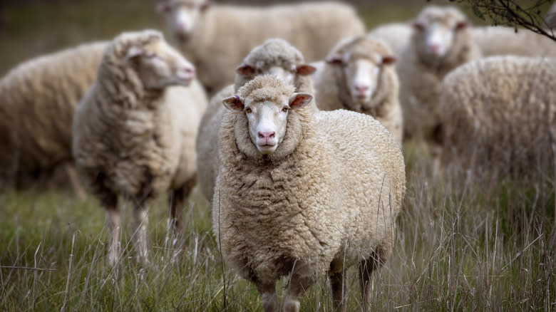 sheep in a field