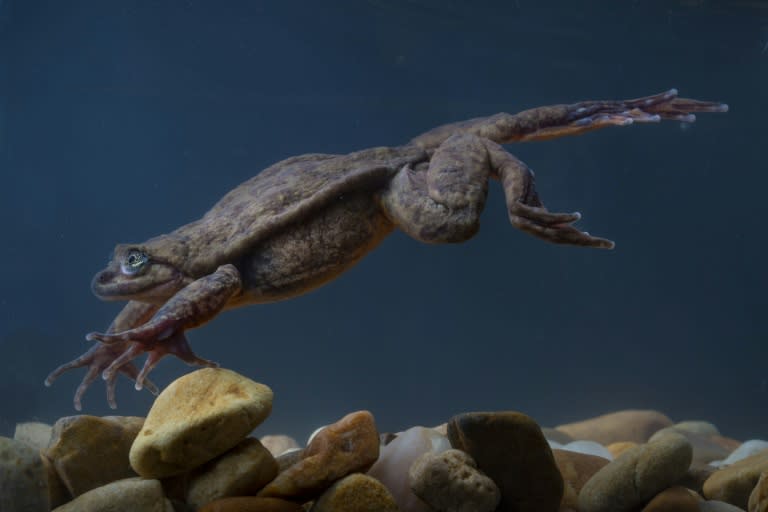 The Sehuencas frog, which is completely aquatic, was once found in abundance at the bottom of small streams and rivers or in ponds deep inside mountain forests