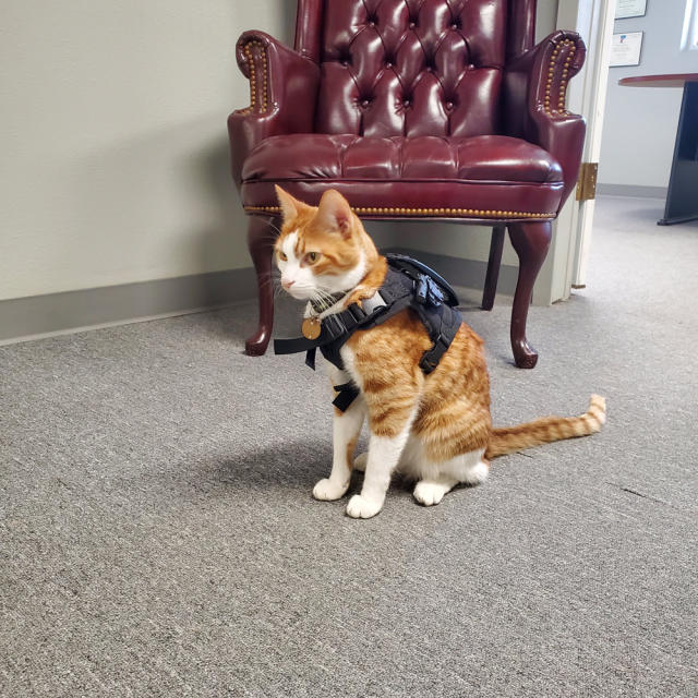 The Long Paw Of The Law: Cat Helps Port Lavaca Police Department Build  Community