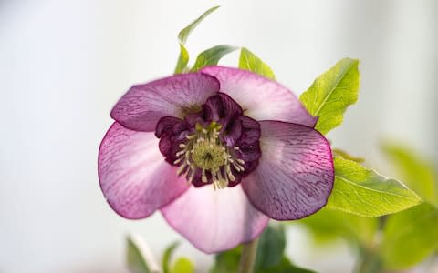 A hellebore Picotee Semi-double White grown by Mike Byford of Kingsley, Staffordshire - Credit: Andrew Fox