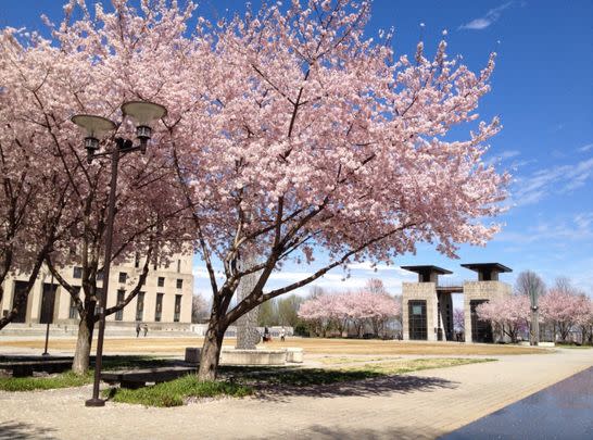 Where to see cherry blossoms in Oregon and Washington