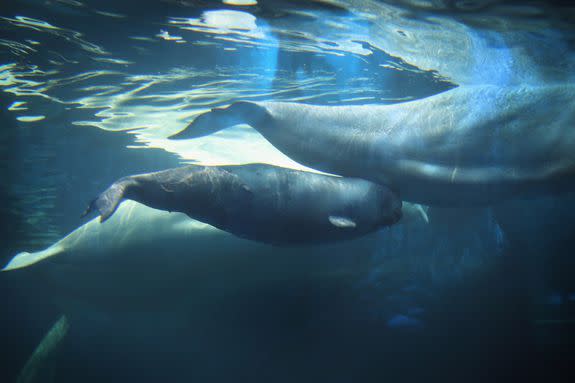 A blubber rails can be seen on the farthest right beluga whale.