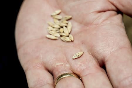 A grain of Kebari Barley is shown in a field of the crop in Cowra, Australia, November 30, 2015. REUTERS/CSIRO/Handout via Reuters