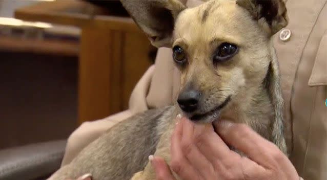 Chihuahua mix Pumpkin was found dumped on a rural property in Texas. Source: WFAA