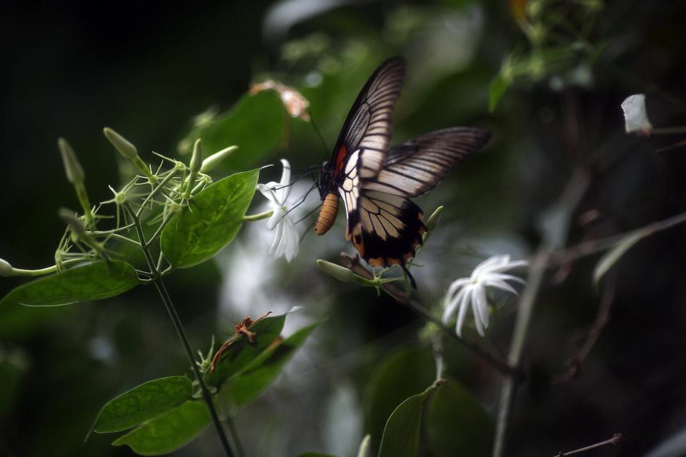 Who doesn't love to see butterflies in flight? Be sure to check out the Blooms and Butterflies at Franklin Park Conservatory and Botanical Gardens.