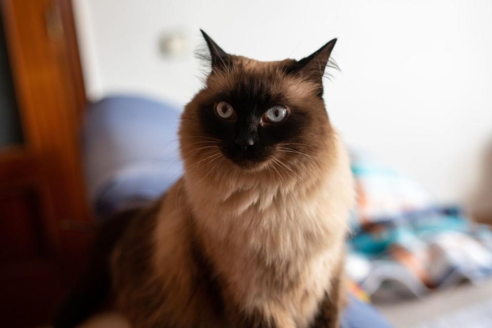 15 best hypoallergenic cats balinese cat blue eyes