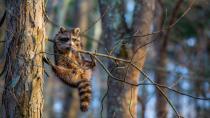 Un mapache atascado en un árbol