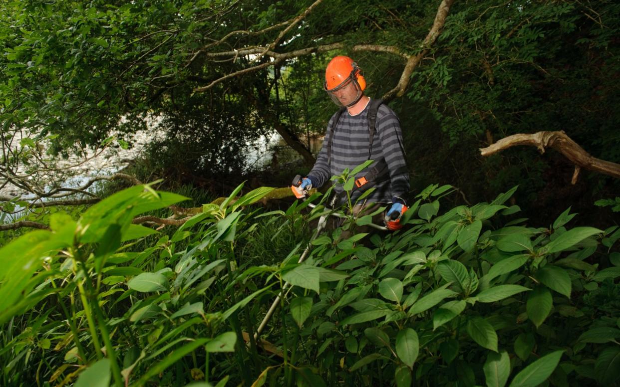 Tom Taylor working to eradicate invasive plant Himalayan Balsam from River Ystwyth - www.alamy.com