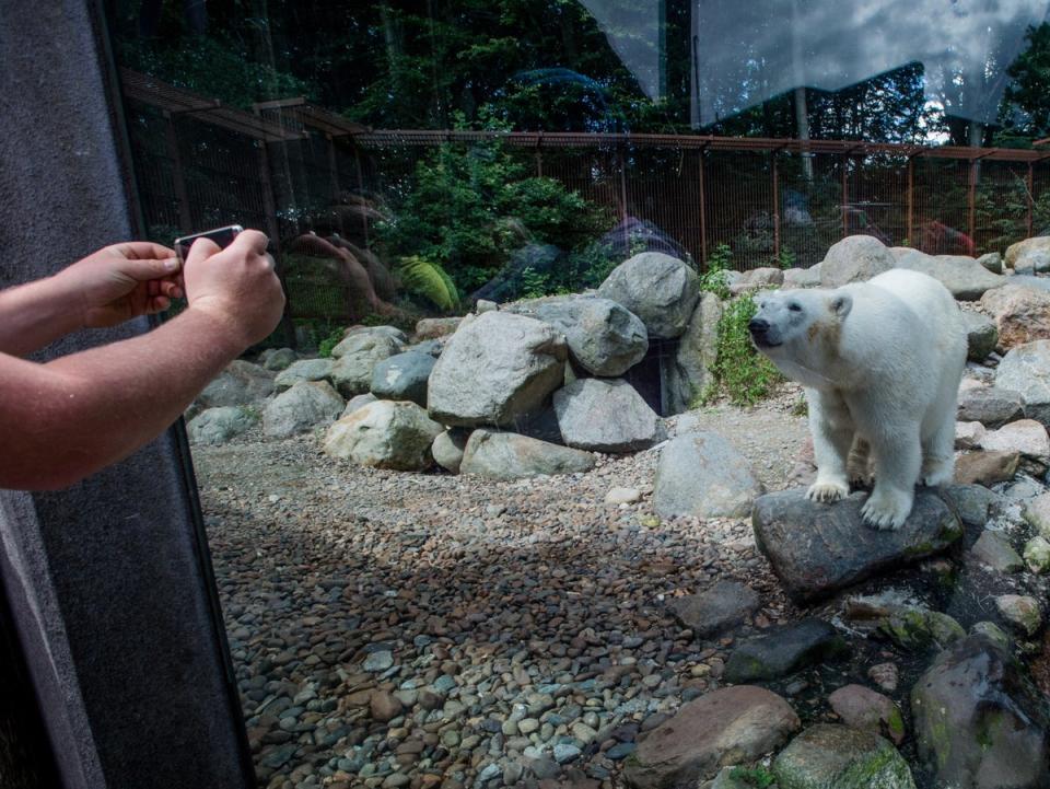 A polar bear in an enclosure in Denmark (Jo-Anne McArthur for Born Free)