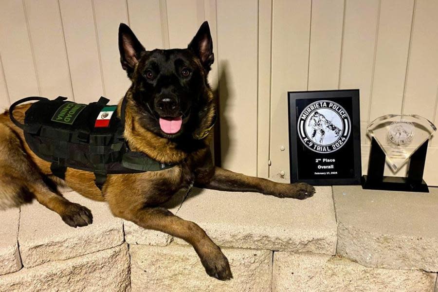 Triunfo Internacional: "Willie", el orgullo K9 de la Policía Municipal de Tijuana, destaca en competencia