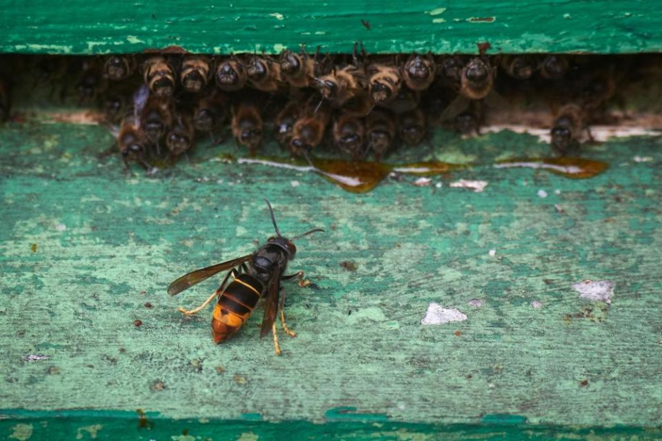 An Asian hornet stalks a beehive, in Viveiro, north-west Spain in August 2022