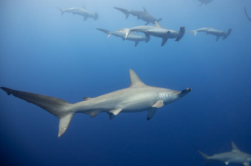 Hammerhead sharks off Hawai'i's Big Island.