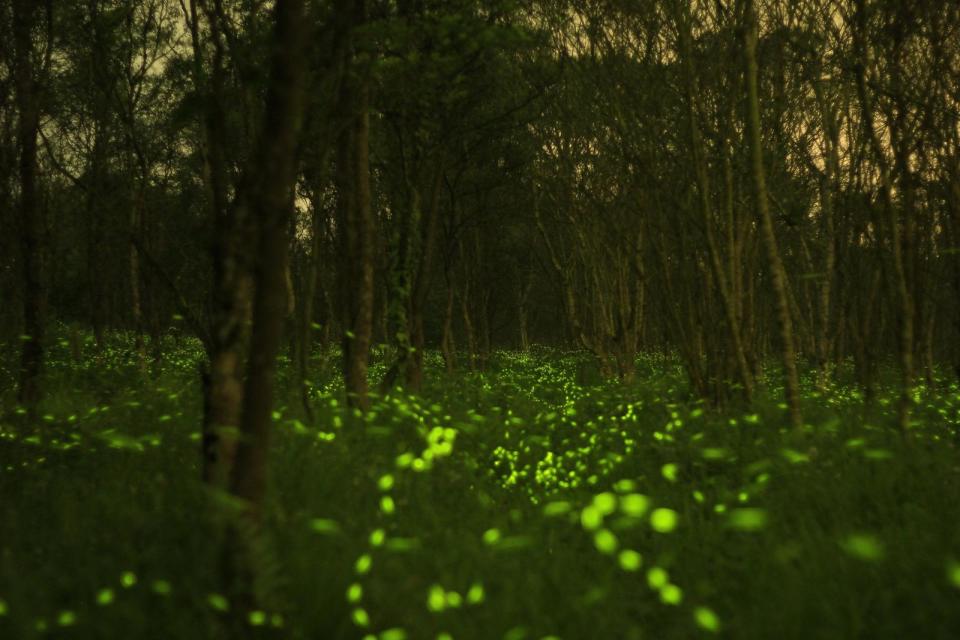 ▲花蓮的大農大富平地森林園區是全台最早且最大的賞螢秘境。（圖／花蓮林區管理處）