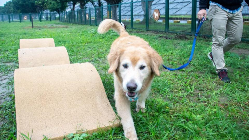 福順狗運動公園啟用後，飼主帶著愛犬在園內開心戲耍、奔跑。（動保處提供）