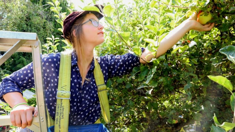 Urban fruit harvesters team up with food share network to provide hand-picked produce