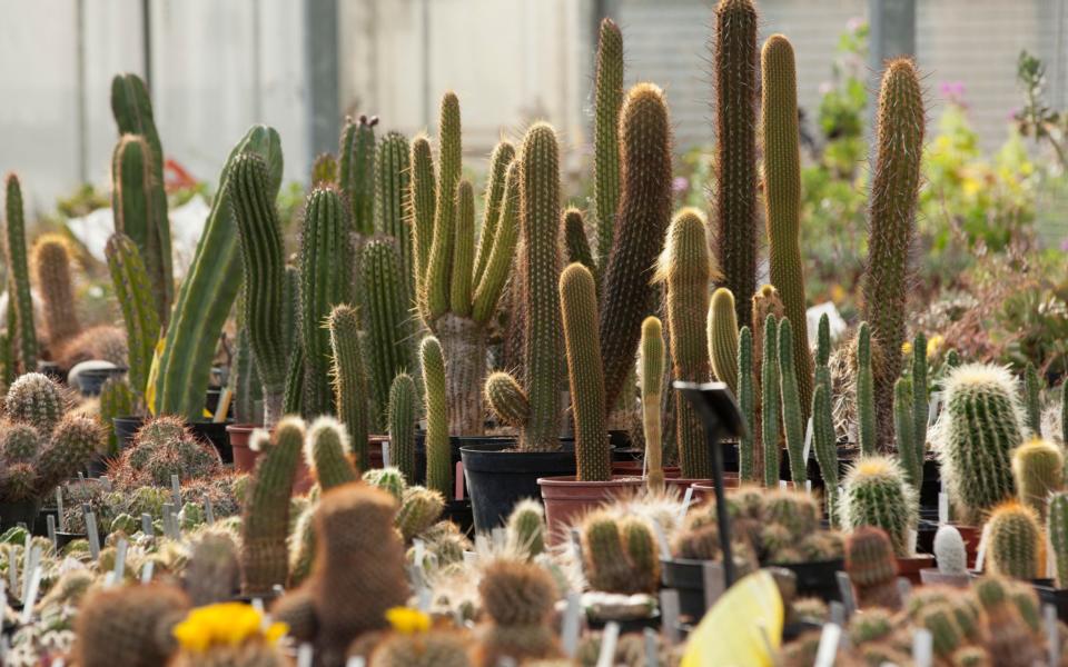 Cacti in the dry tropics zone - Credit: Rii Schroer
