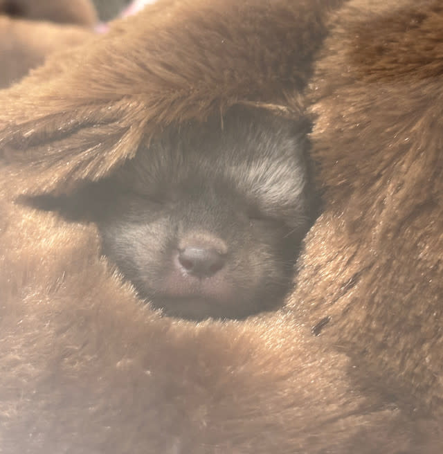 Fantastic Bat-Eared Fox! Cincinnati Zoo Welcomes Cutest New Arrival