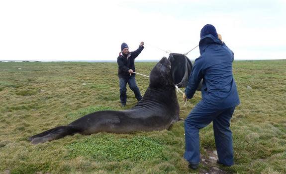 Scientists anesthetized four female elephant seals from the southern Indian Ocean and glued electronics onto their heads.