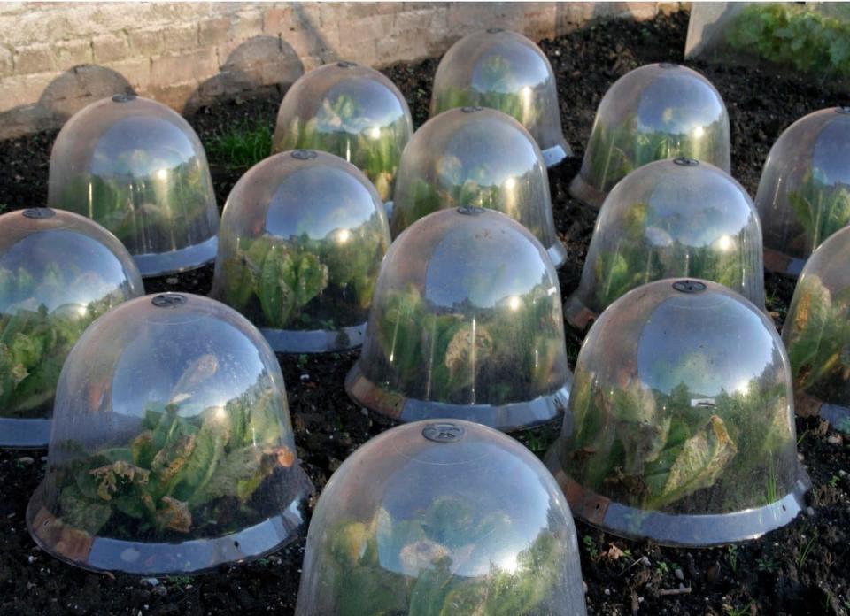 Plant cloches covering greens in a garden bed