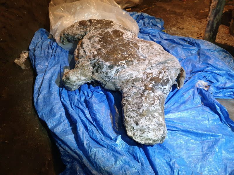 A carcass of a juvenile woolly rhinoceros, found in permafrost in Yakutia, is seen in this handout photo